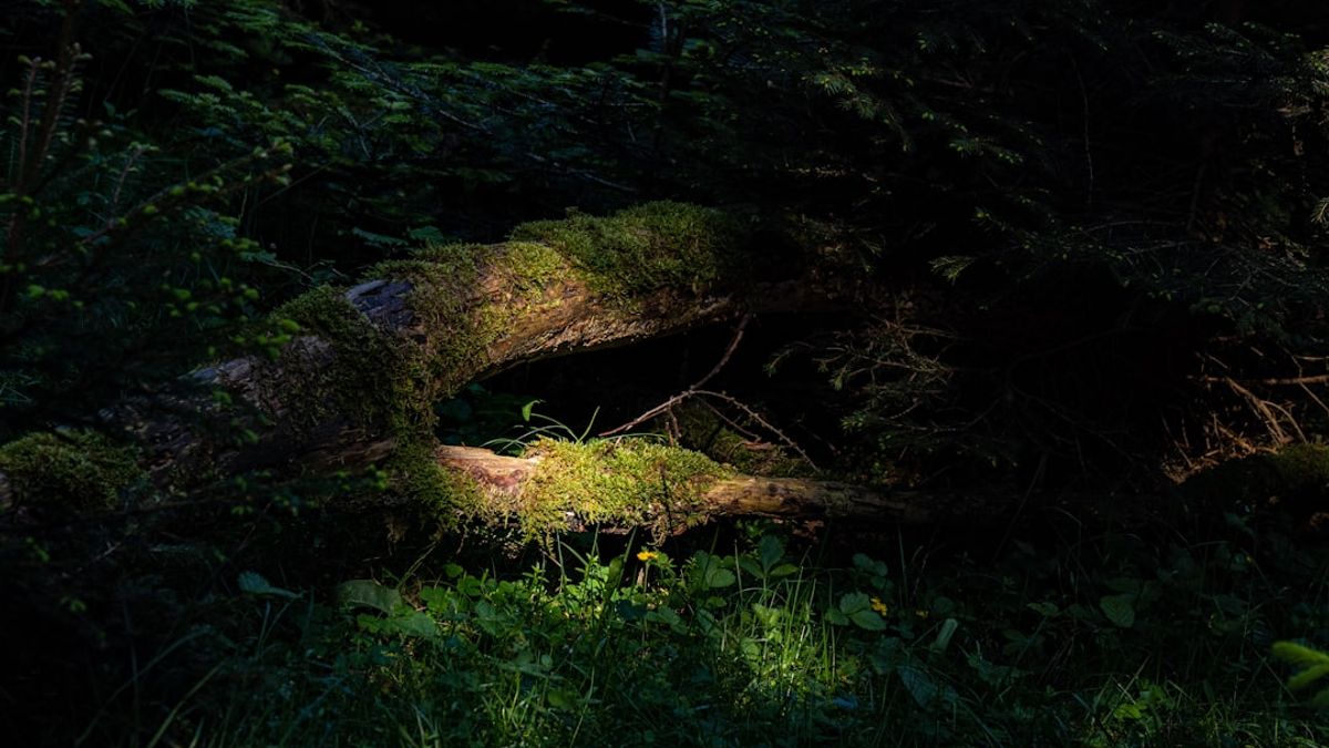En una ocasión, un amigo me contó su experiencia en un bosque, donde aseguró haber visto luces extrañas tras consumir hongos silvestres.