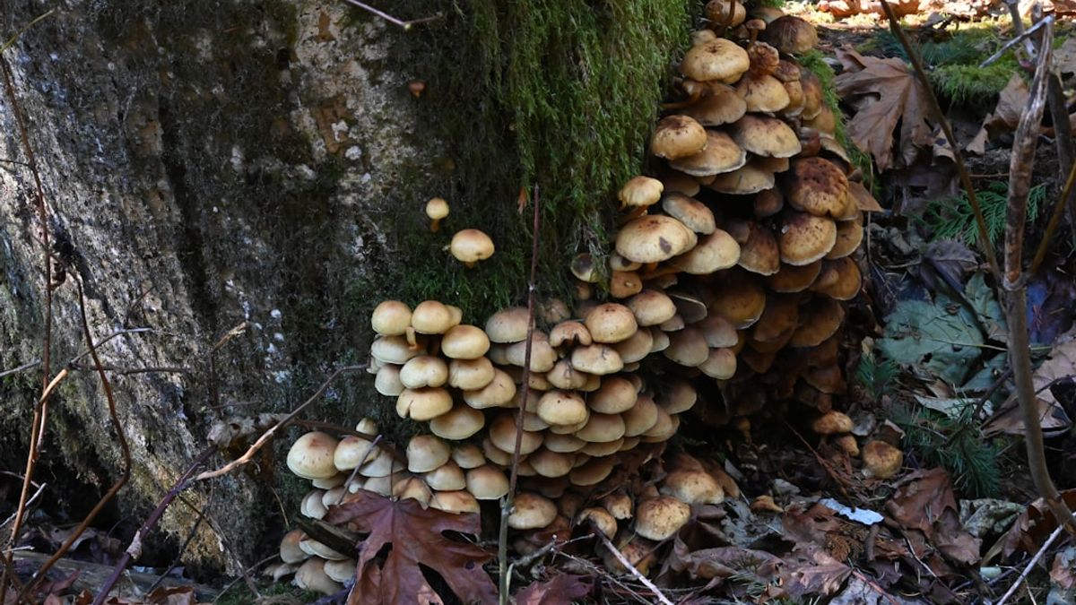 Hace unos años, mientras paseaba por un bosque antiguo, me detuve a observar un grupo de setas que parecían haber surgido de la noche a la mañana.