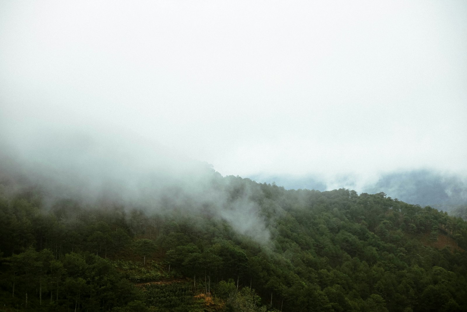 Cordillera de los Andes envuelta en niebla con bosque montano