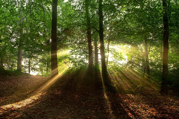 foggy forest mystery (foto: Peter Heeling / CC0, Wikimedia Commons)
