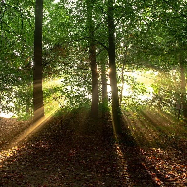 foggy forest mystery (foto: Peter Heeling / CC0, Wikimedia Commons)