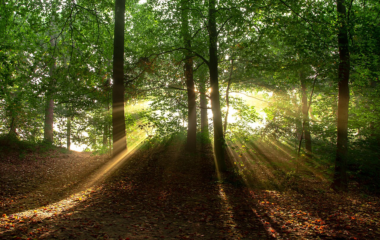 foggy forest mystery (foto: Peter Heeling / CC0, Wikimedia Commons)