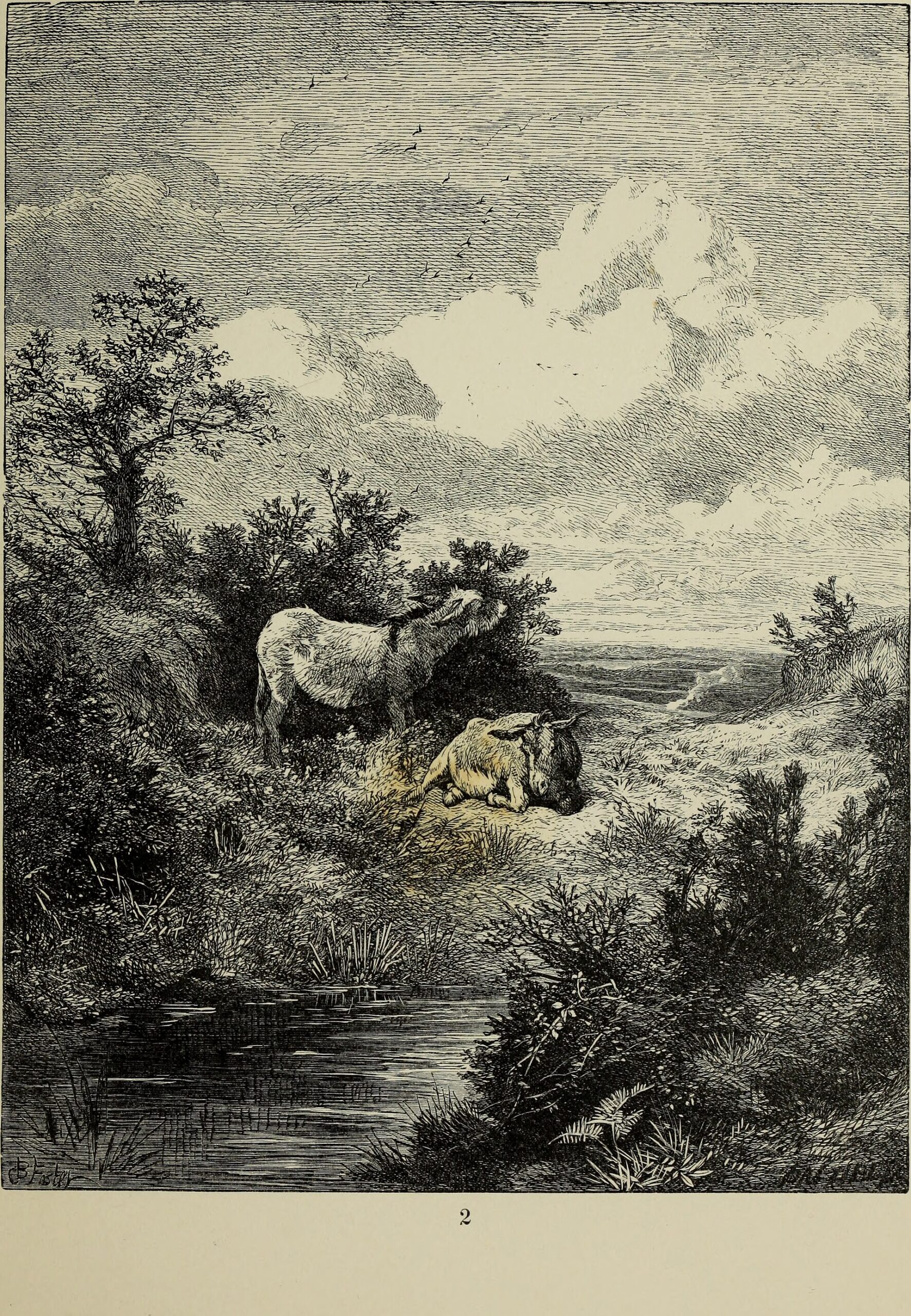 moorland heather landscape