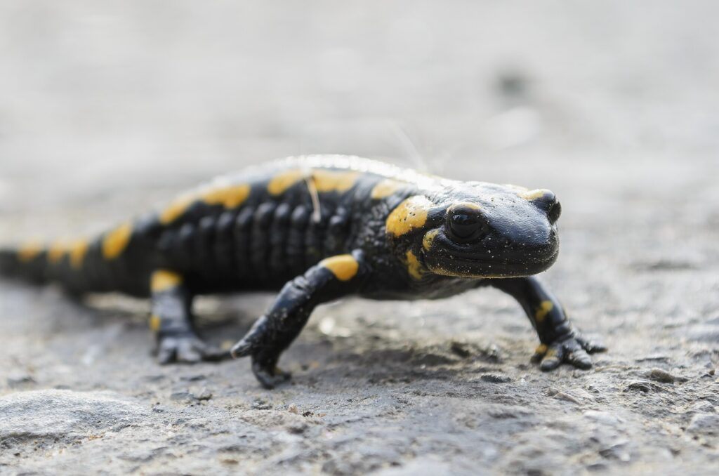 Salamandra común de manchas amarillas sobre musgo húmedo junto a una piedra