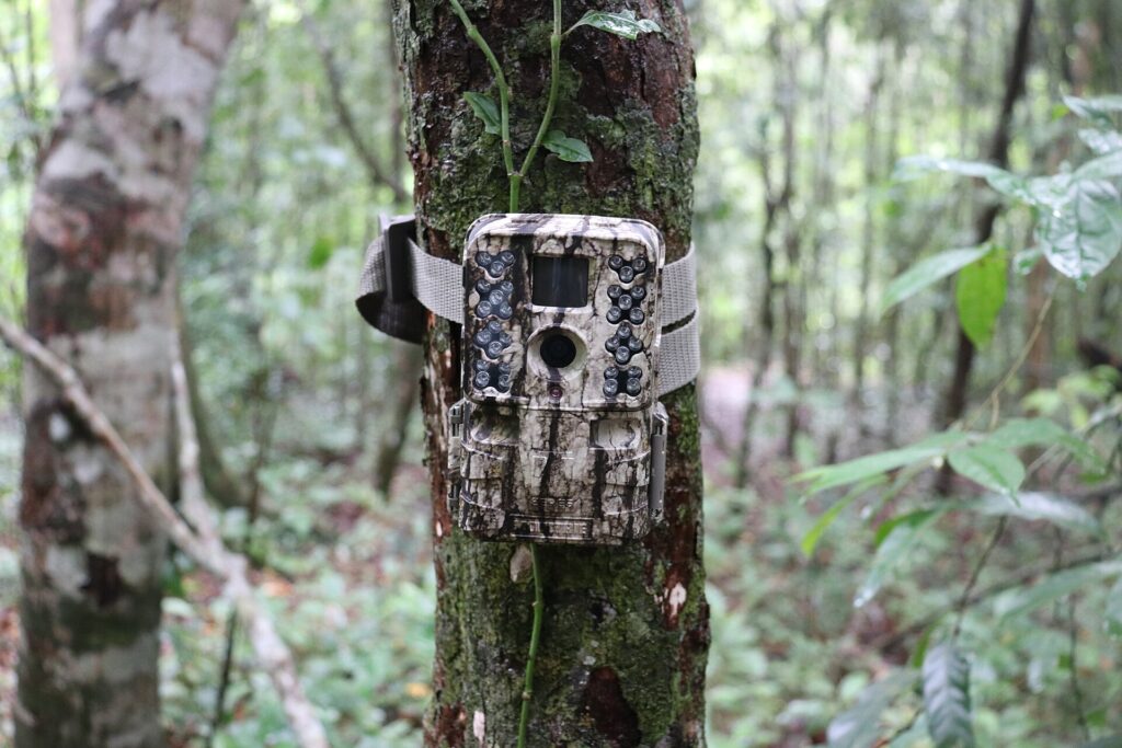 Cámara de fototrampeo sujeta al tronco de un árbol en un bosque de coníferas