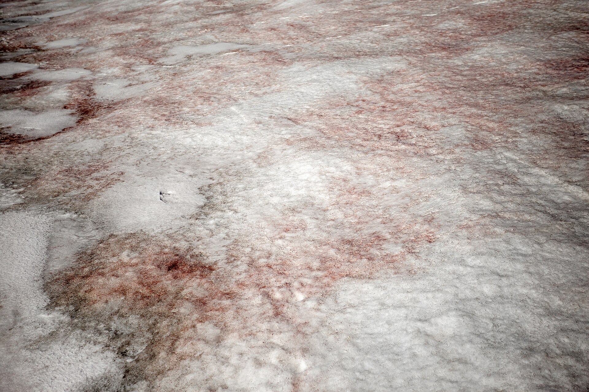 watermelon snow alps