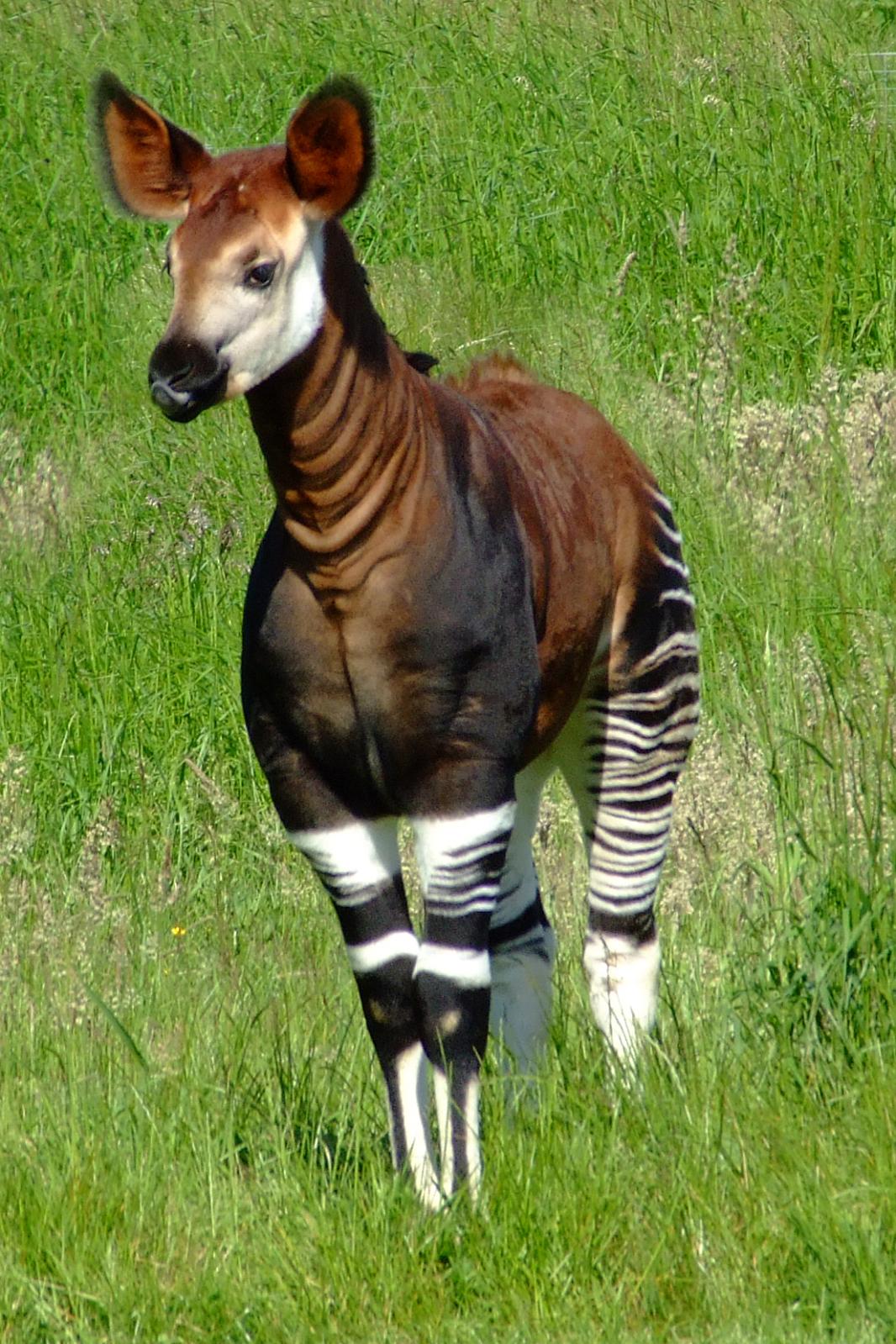 okapi animal forest