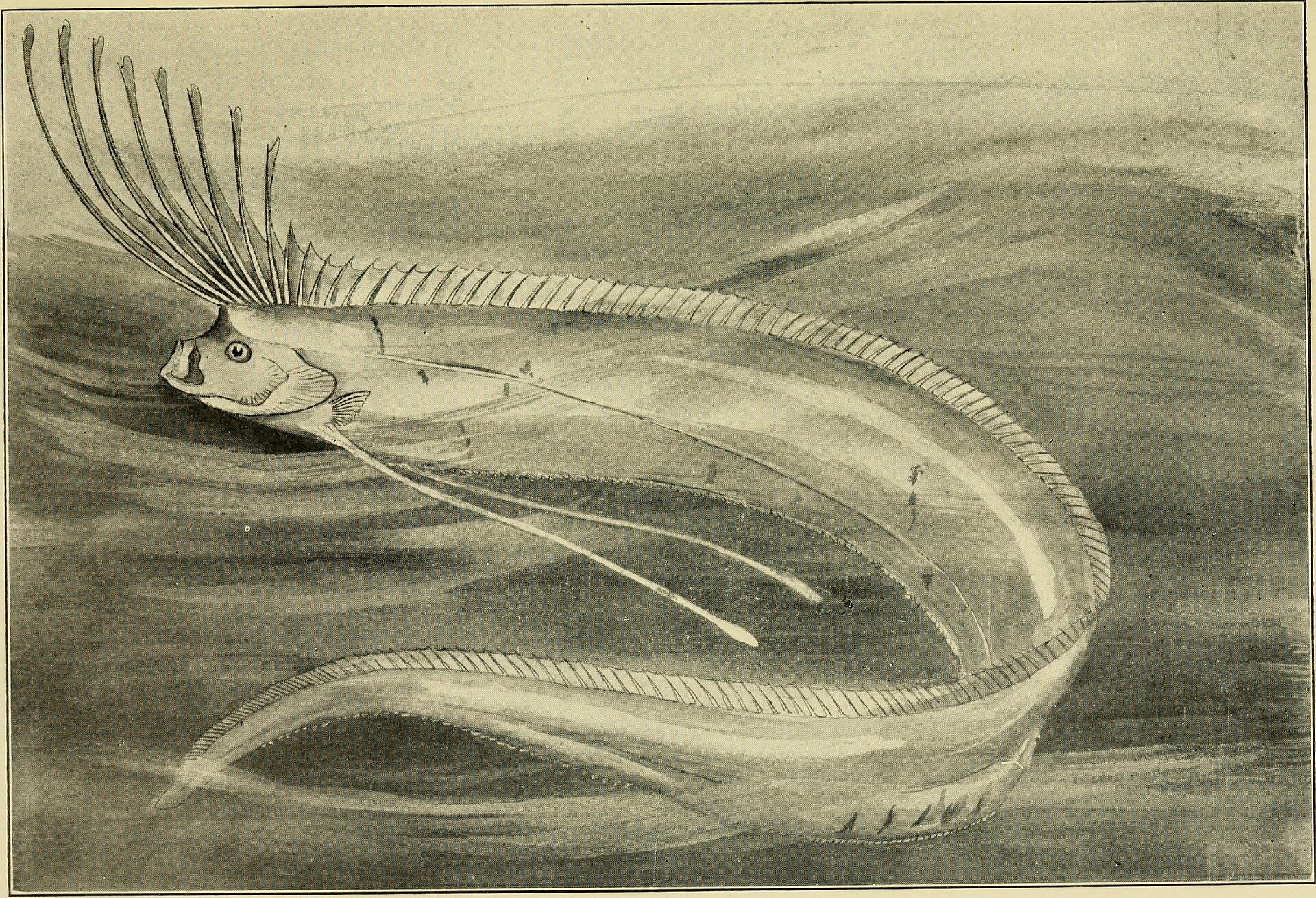 oarfish beach stranded