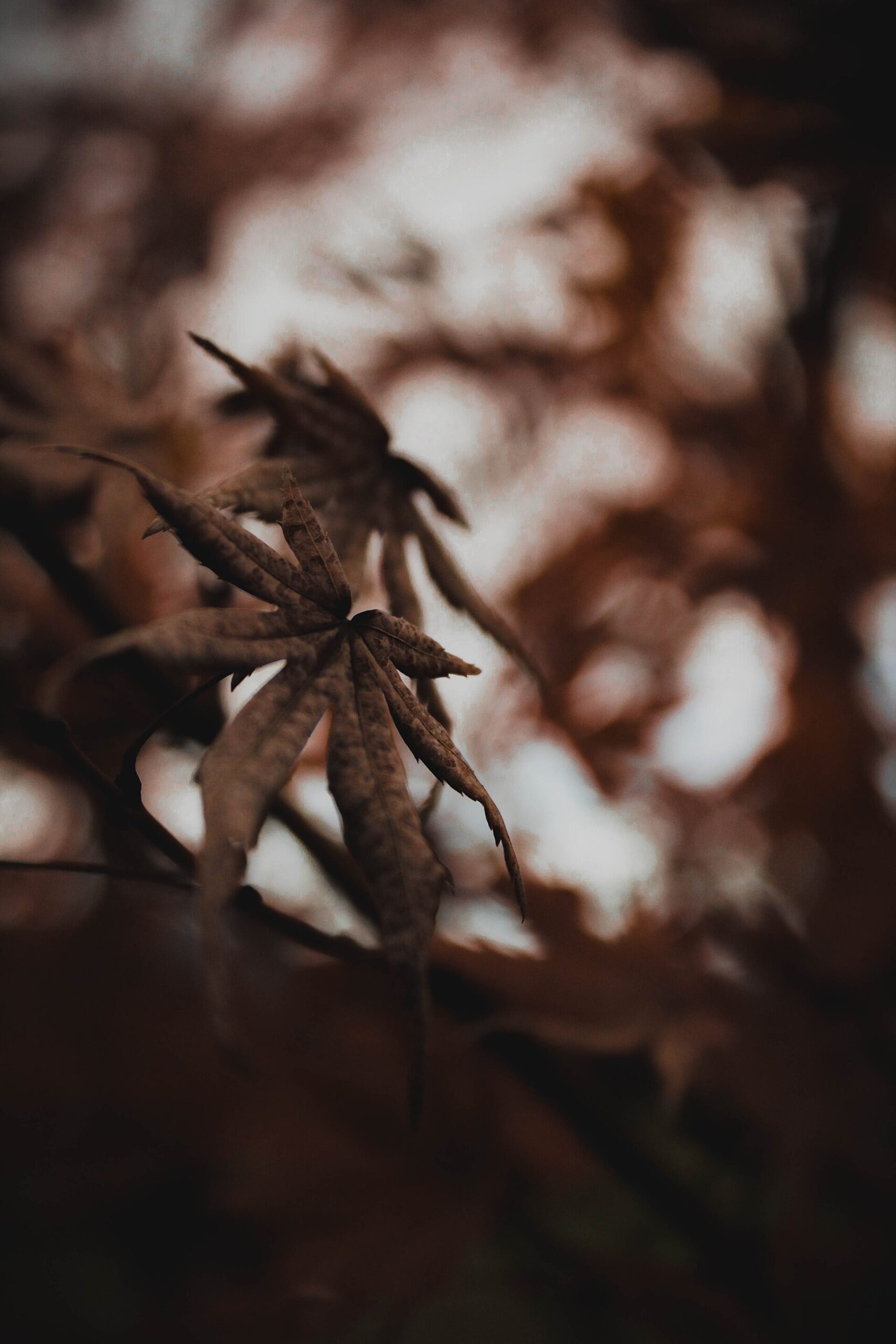 blurry photo dark forest