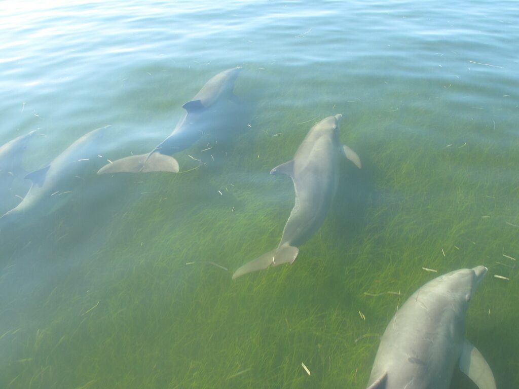 Grupo de delfines nadando en fila con los lomos asomando sobre un mar en calma