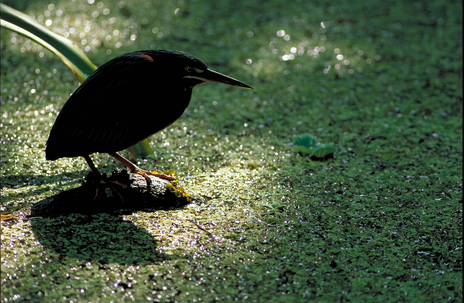 Charca cubierta por una capa continua de lenteja de agua verde entre juncos y sombra