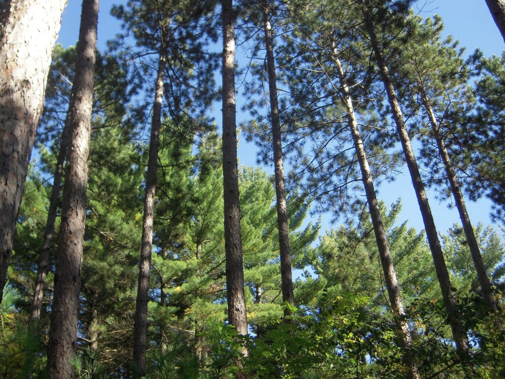 Pinar sobre sustrato arenoso con troncos delgados y sotobosque escaso bajo luz baja