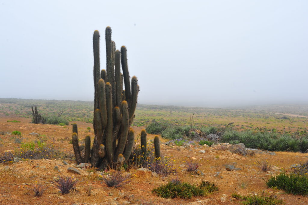 Banco de niebla espesa avanzando desde el mar sobre laderas costeras sin vegetaci&oacute;n alta