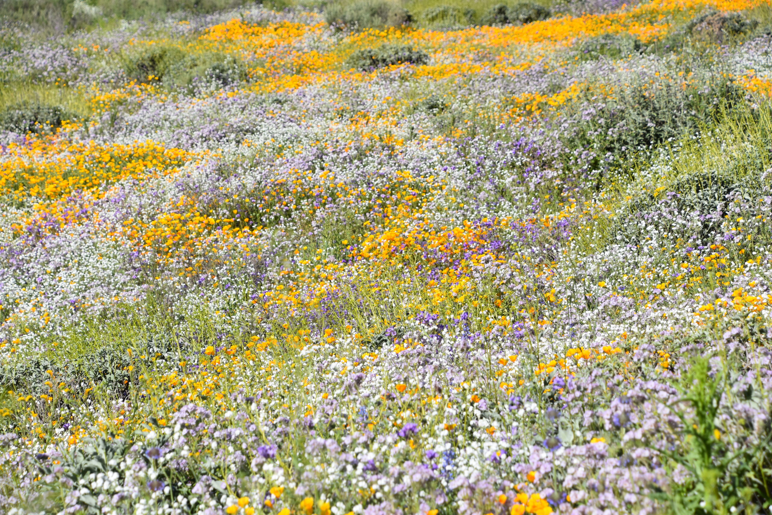 Llanura árida cubierta de flores moradas y amarillas con cerros pelados al fondo