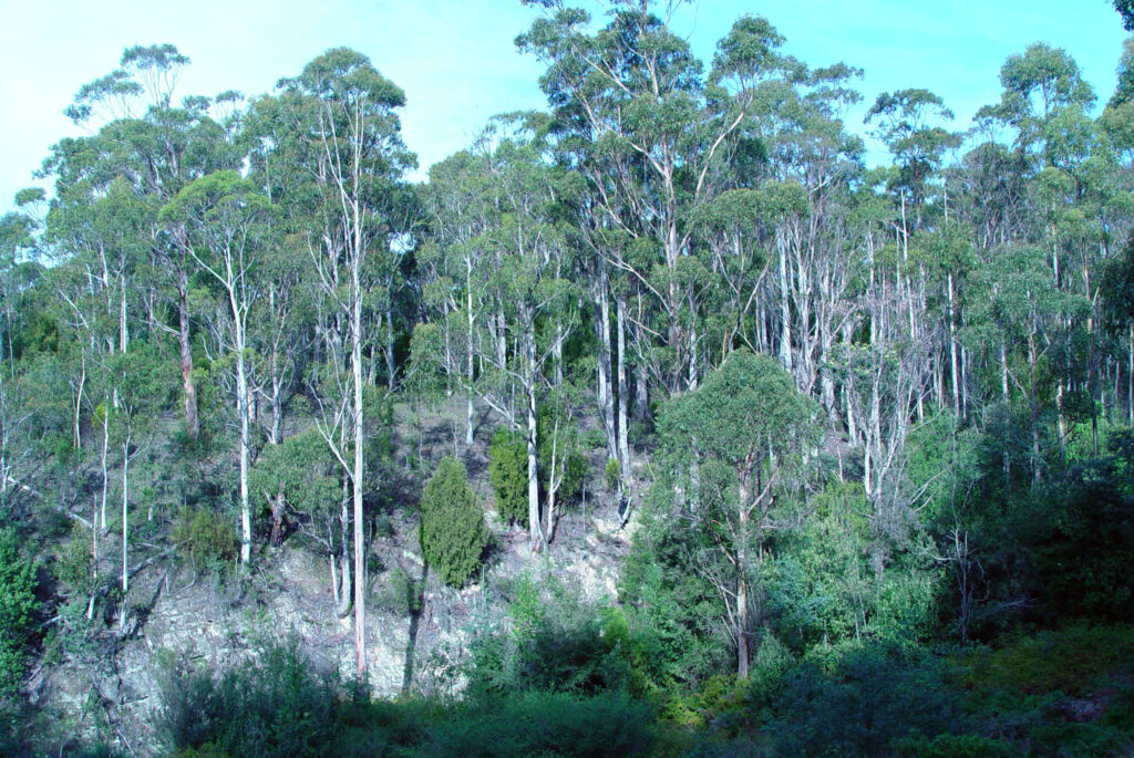 Bosque de eucaliptos altos con sotobosque denso de helechos y suelo cubierto de hojarasca
