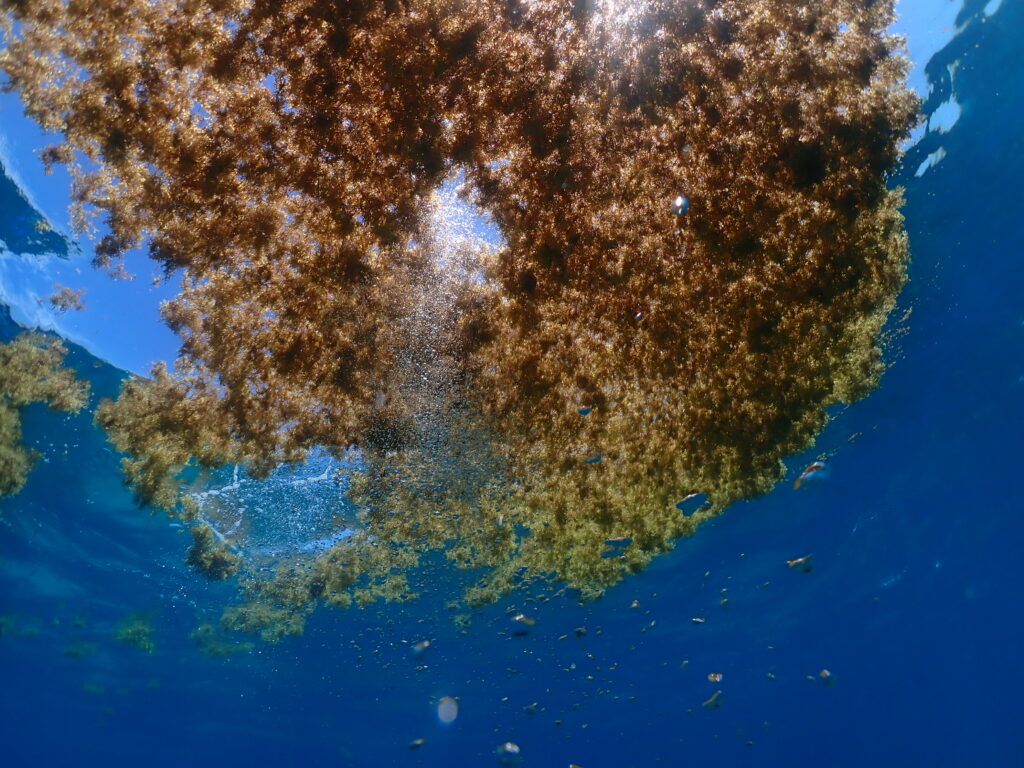 Masas de algas pardas flotando en la superficie de un mar abierto y muy azul